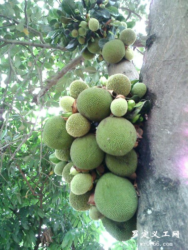 IMG0247A.jpg