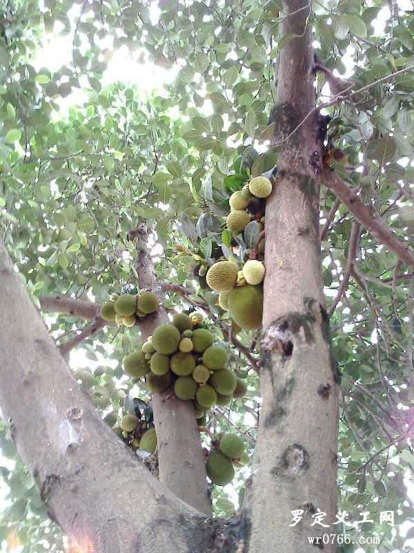 IMG0254A.jpg